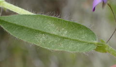 Psoralea plauta