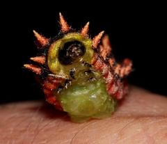 Limacodidae