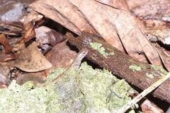 Celatiscincus euryotis