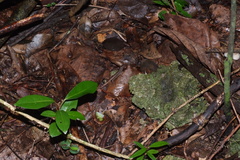 Celatiscincus euryotis