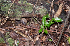 Celatiscincus euryotis