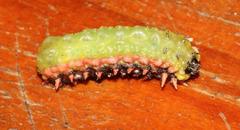 Limacodidae