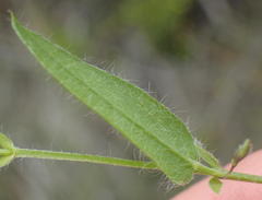 Psoralea plauta