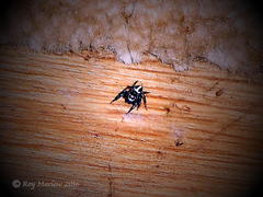Evarcha denticulata
