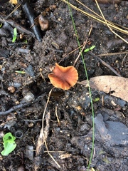 Gymnopilus allantopus