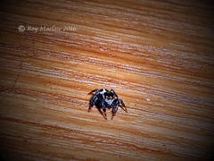 Evarcha denticulata