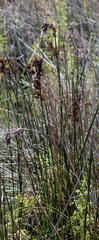 Juncus kraussii kraussii
