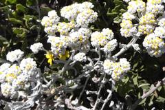 Helichrysum crispum