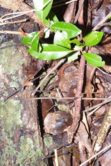 Celatiscincus euryotis