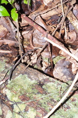 Celatiscincus euryotis