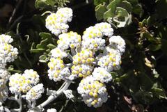 Helichrysum crispum