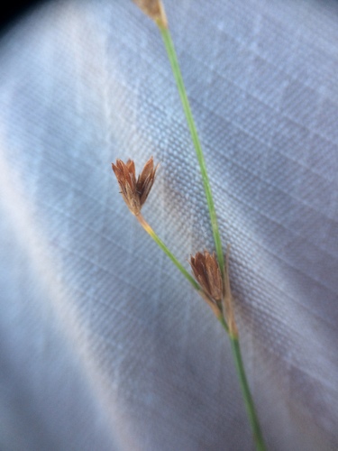 Image of Juncus tweedyi by no rights reserved