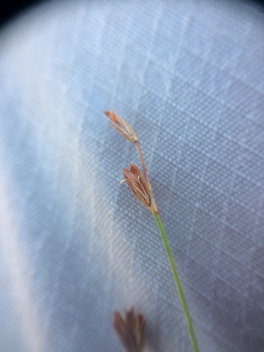 Image of Juncus tweedyi by no rights reserved