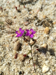 Spergularia purpurea
