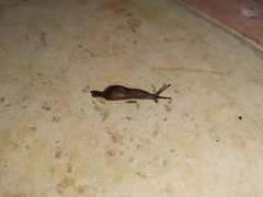 Ostracolethinae