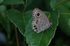 Ypthima multistriata