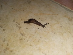 Ostracolethinae