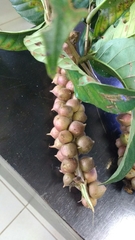Doliocarpus dentatus