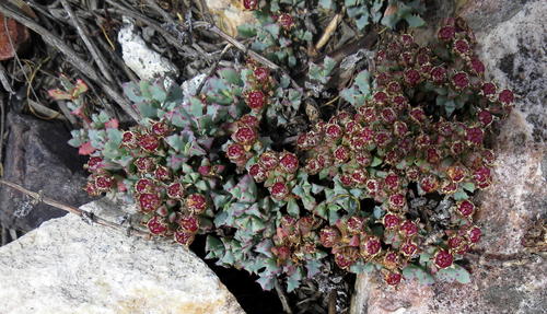 Oscularia deltoides