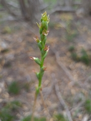 Prasophyllum occultans