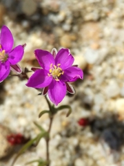 Spergularia purpurea