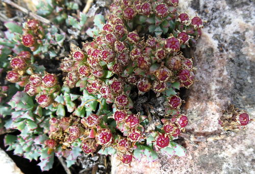 Oscularia deltoides