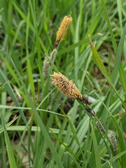 Carex nebrascensis