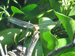 Brachymesia