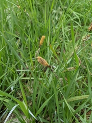 Carex nebrascensis