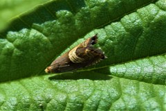 Grapholita tristrigana