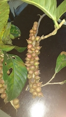 Doliocarpus dentatus