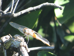 Brachymesia