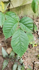 Toxicodendron radicans