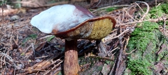 Aureoboletus mirabilis