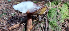 Aureoboletus mirabilis