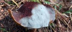Aureoboletus mirabilis