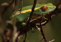 Hyperolius semidiscus