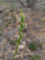 Prasophyllum occultans