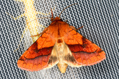 Pyrrhia exprimens