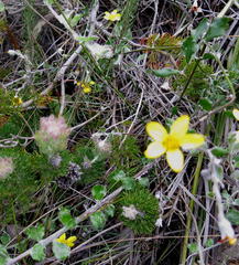 Osteospermum elsieae