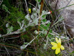 Osteospermum elsieae