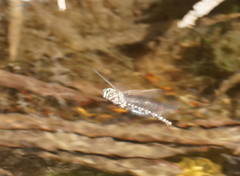 Austroaeschna unicornis