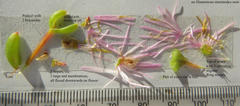 Lampranthus dregeanus