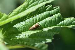 Grapholita tristrigana