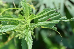 Grapholita tristrigana