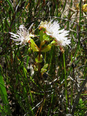 Lampranthus dregeanus