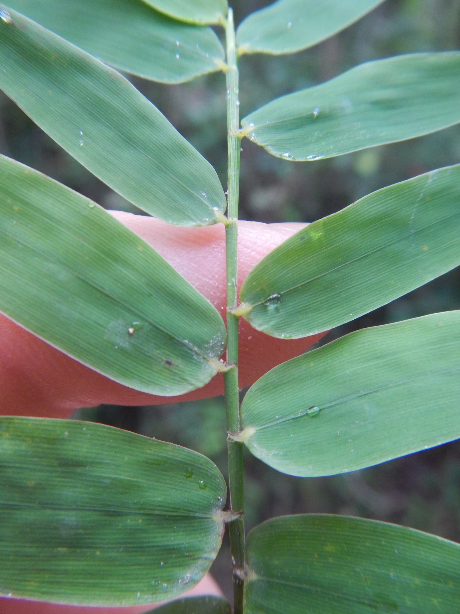 Raddia brasiliensis