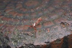 Epidaus famulus