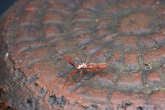 Epidaus famulus