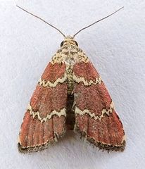 Phoenicophanta modestula